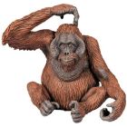 Orang-outan