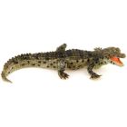 Bébé crocodile