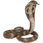 Cobra royal