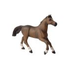Cheval anglo arabe