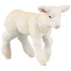 Agneau merinos
