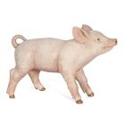 Cochonnet femelle