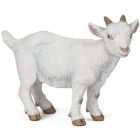 Chevreau blanc