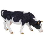 Vache noire et blanche broutant