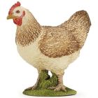 Poule