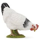Poule blanche picorant
