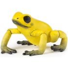 Grenouille équatoriale jaune