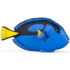 Poisson chirurgien