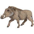 Phacochère