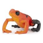 Grenouille équatoriale rouge