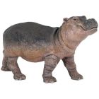 Bébé hippopotame