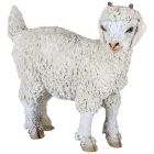 Chevreau angora