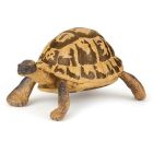 Tortue d'hermann