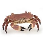 Crabe