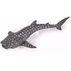 Jeune requin baleine