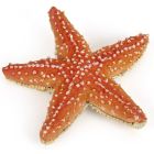 Étoile de mer