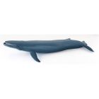 Baleine bleue