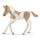 Poulain « paint horse »