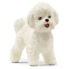 Bichon frisé