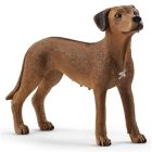 Chien rhodesian ridgeback