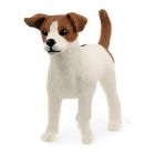 Chien jack russell terrier