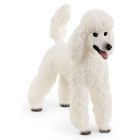 Caniche