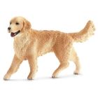 Golden retriever, femelle
