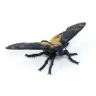Papillon de nuit