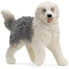 Vieux chien de berger anglais