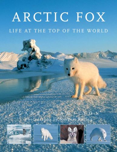 Arctic fox: life at the top of the world