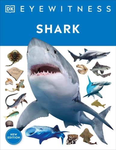 Shark; eyewitness