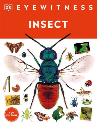 Insect; eyewitness