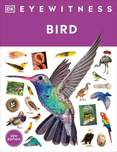 Bird: eyewitness