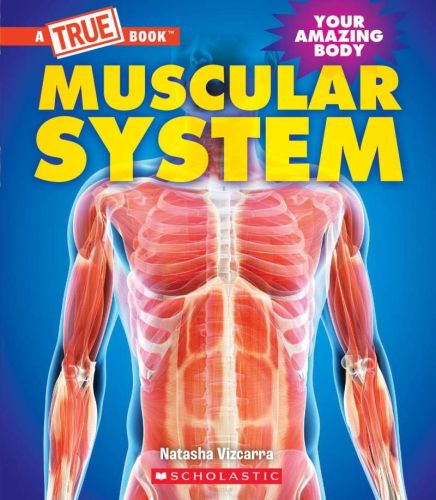 Your amazing body : muscular system