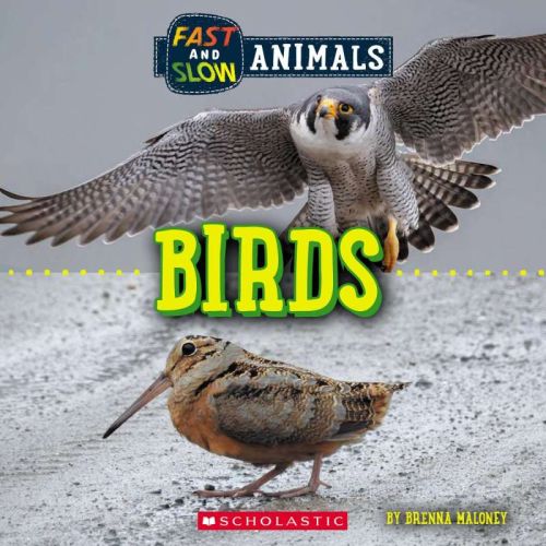 Birds: fast and slow animals
