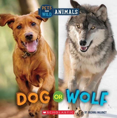Dog or wolf