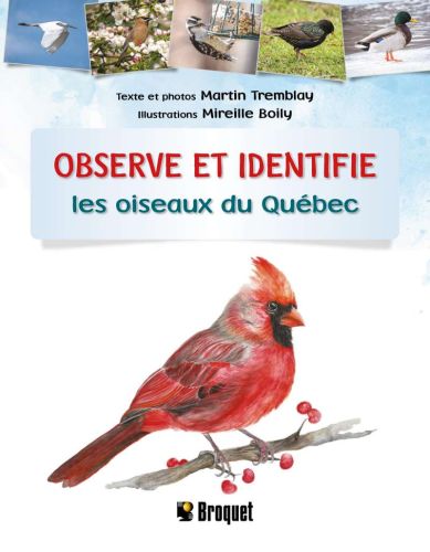 Observe et identifie les oiseaux du québec