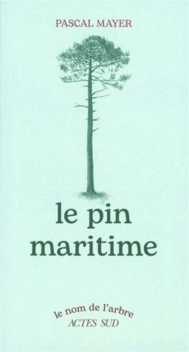 Pin maritime, (le)