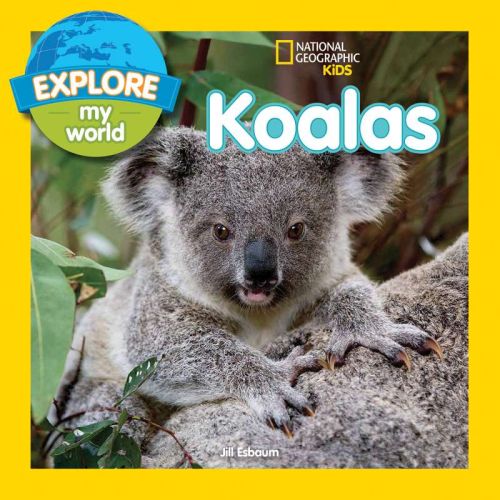 Explore my world: koalas